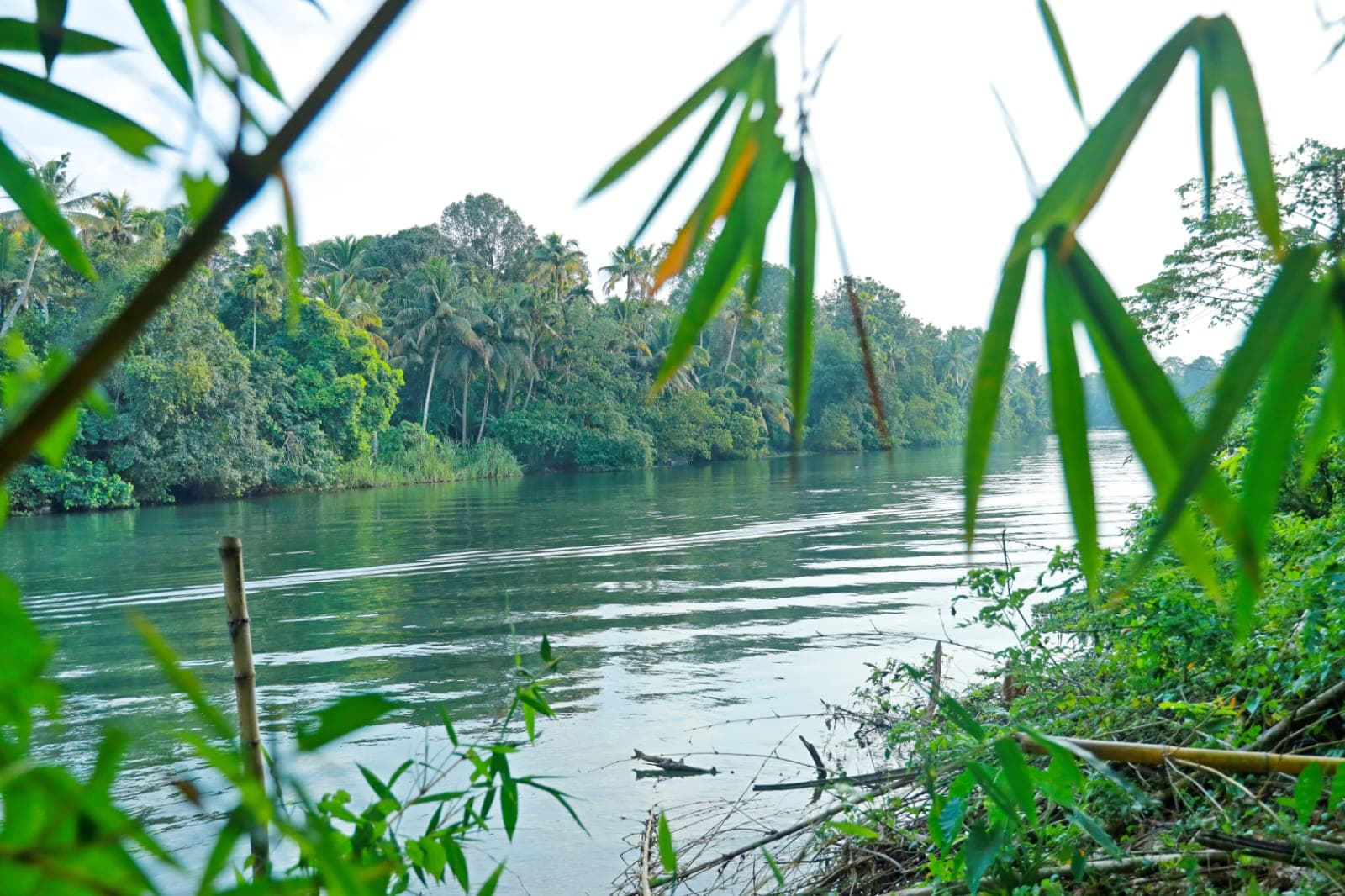 The river seen through bamboo leaves